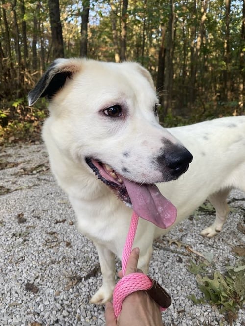 PARKER - Dalmatian / Great Pyrenees available for adoption