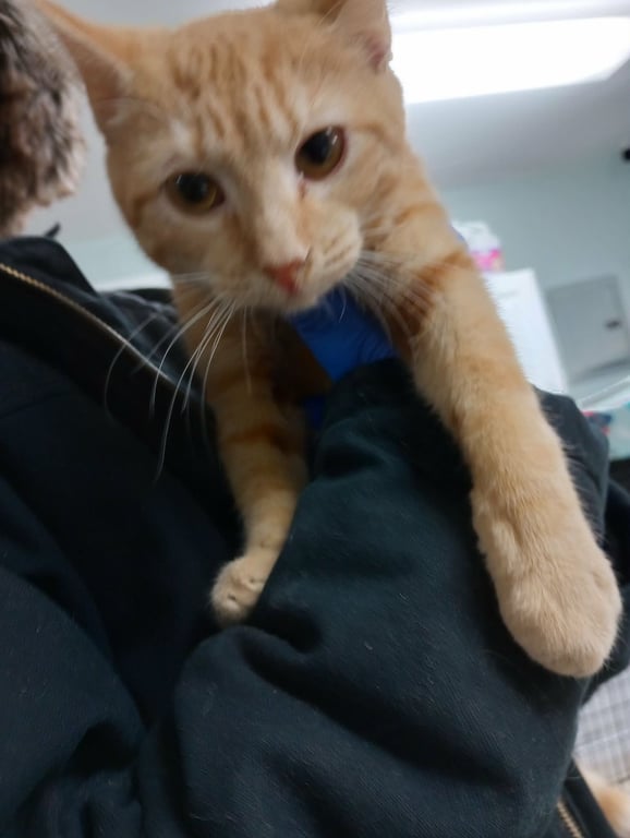 Kitties! Image