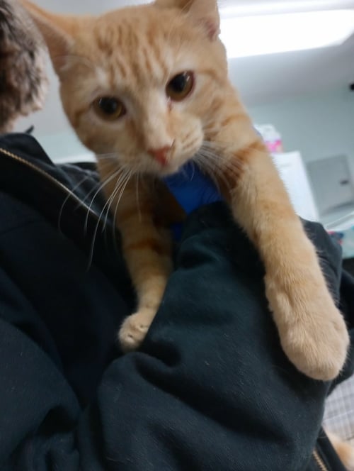 KITTIES! - Domestic Short Hair available for adoption