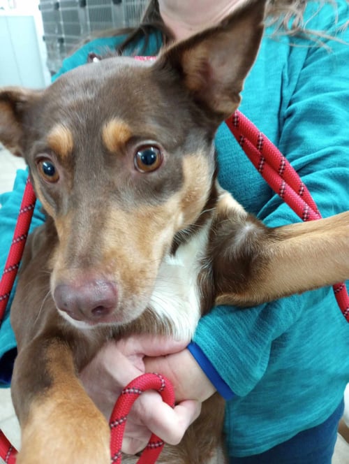 MARINA - Cattle Dog available for adoption