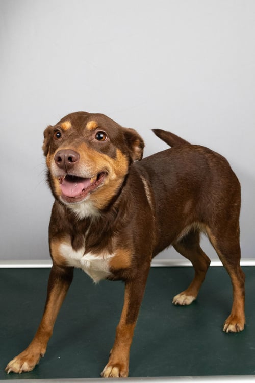 MARINA - Cattle Dog available for adoption
