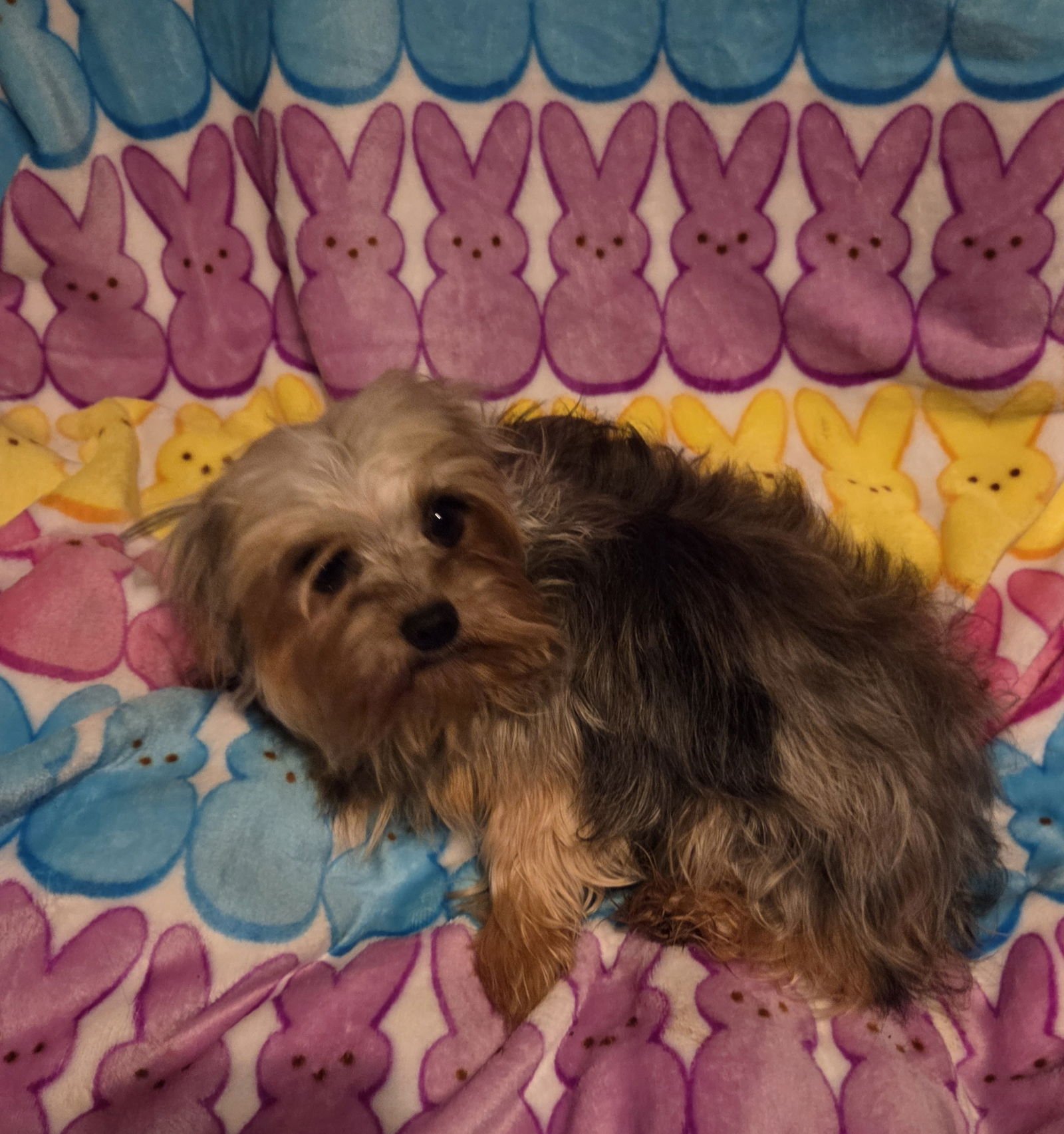 JIM BOB - Yorkshire Terrier Yorkie available for adoption
