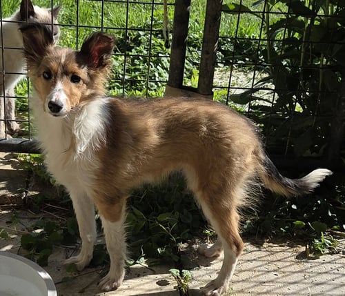 LASSIE - Shetland Sheepdog Sheltie available for adoption