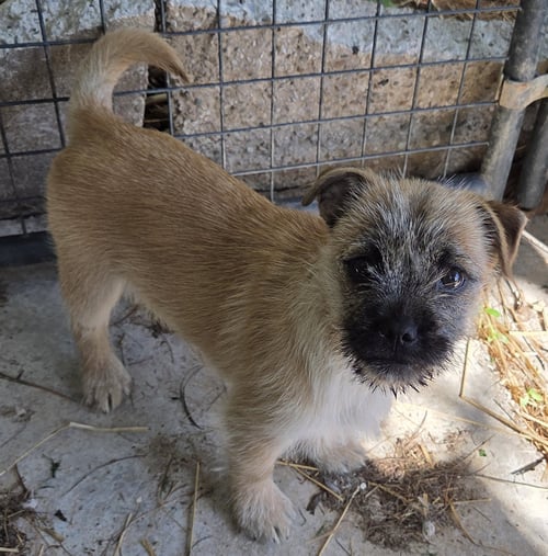 MAPLE - Cairn Terrier / Pug available for adoption