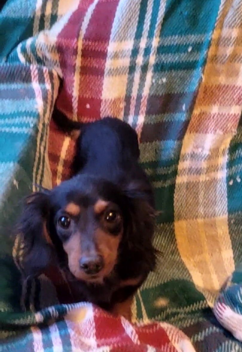 BLK/TAN DACHSHUND-TINY - Dachshund available for adoption