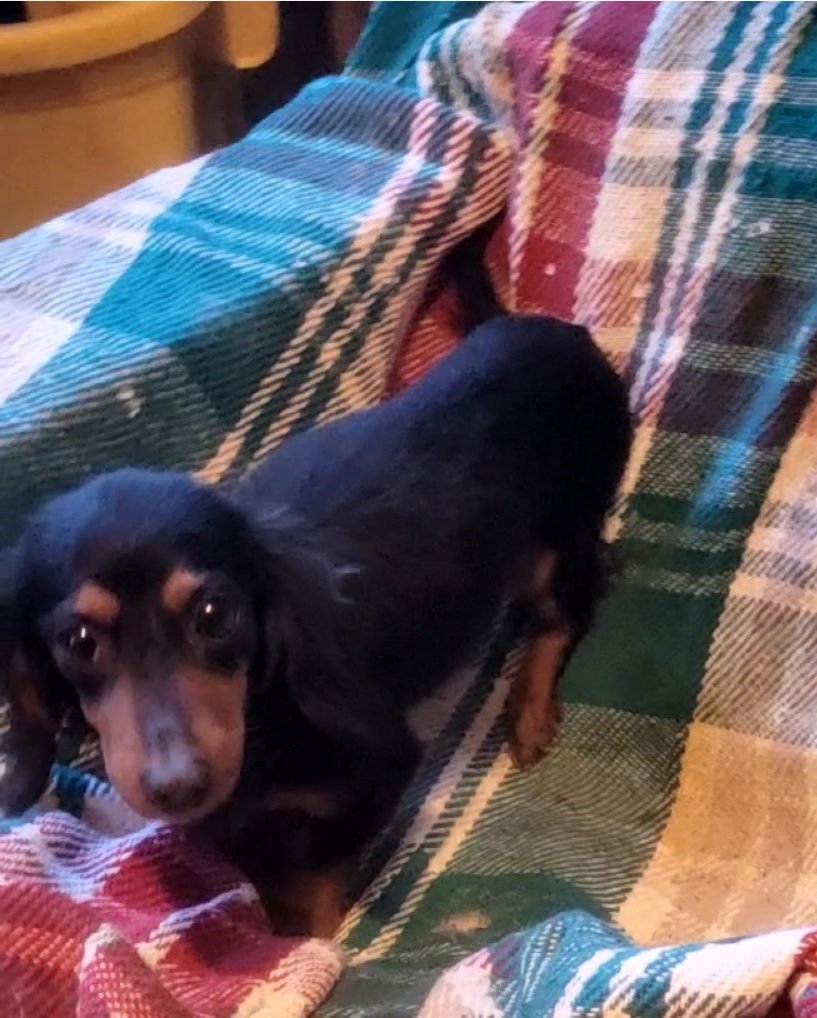 BLK/TAN DACHSHUND-TINY - Dachshund available for adoption