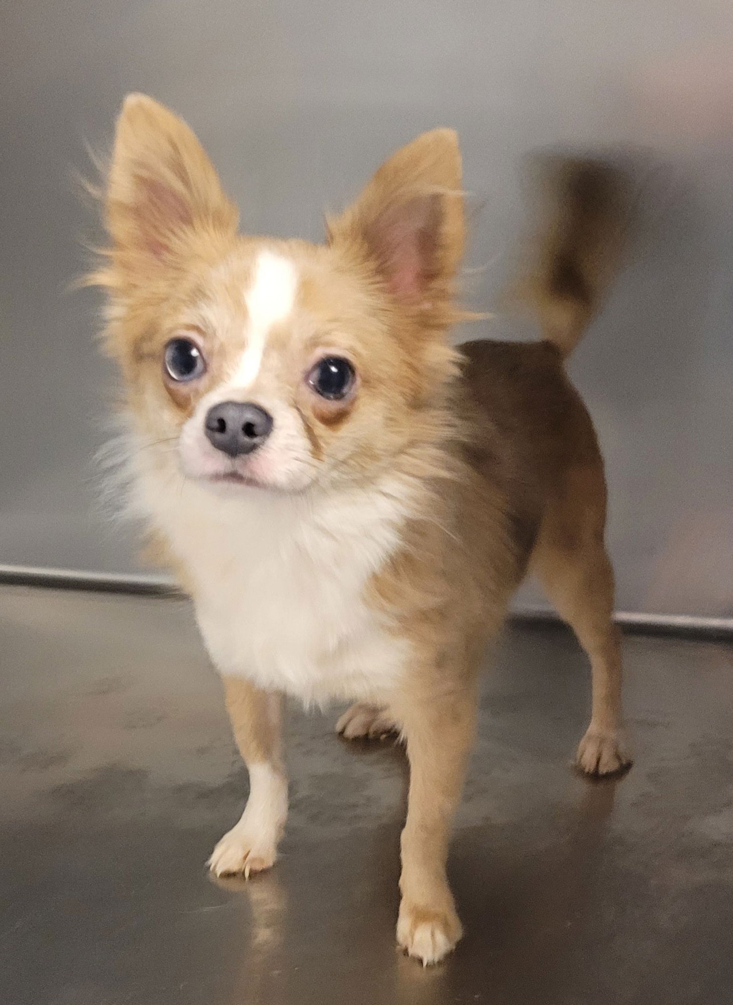 MERLE CHIHUAHUA  LONG HAIR - Chihuahua available for adoption