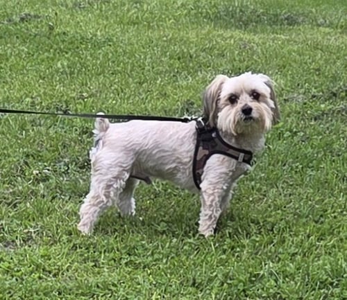 JAXXON - Yorkshire Terrier Yorkie / Maltese available for adoption
