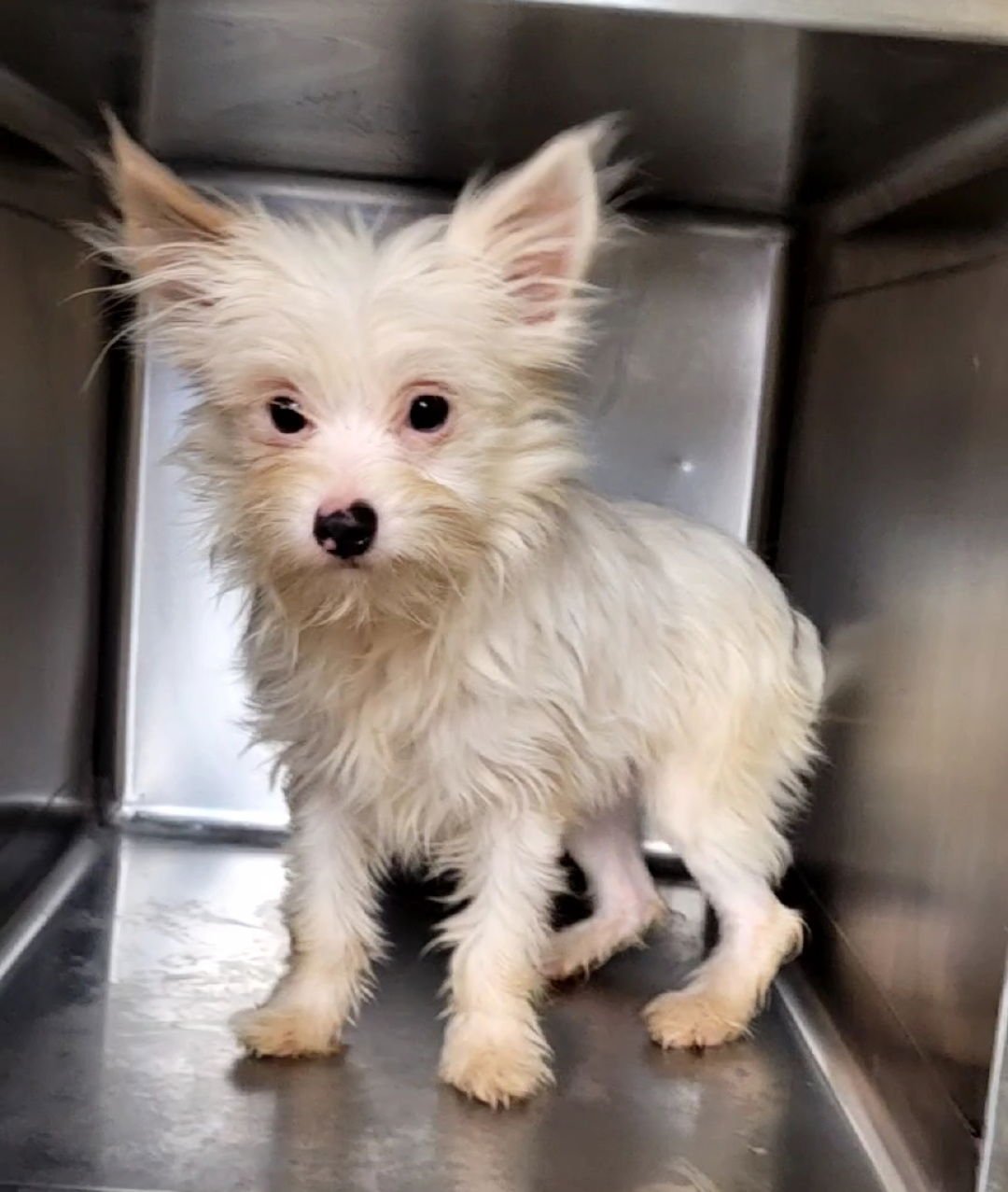 BOBBY JO AVAILABLE OR BILLY JO(PENDING) - Yorkshire Terrier Yorkie available for adoption