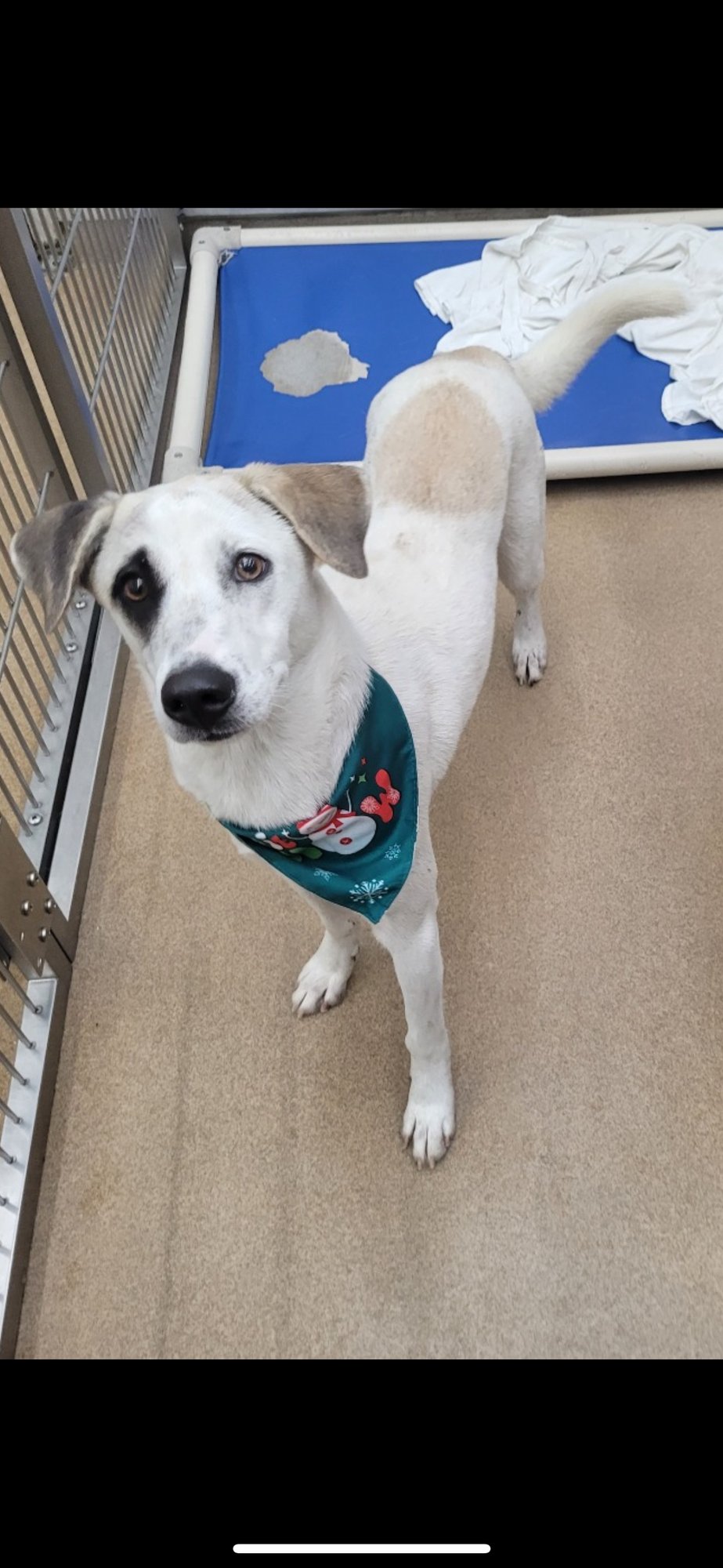 OREO GCH - Retriever / Shepherd available for adoption