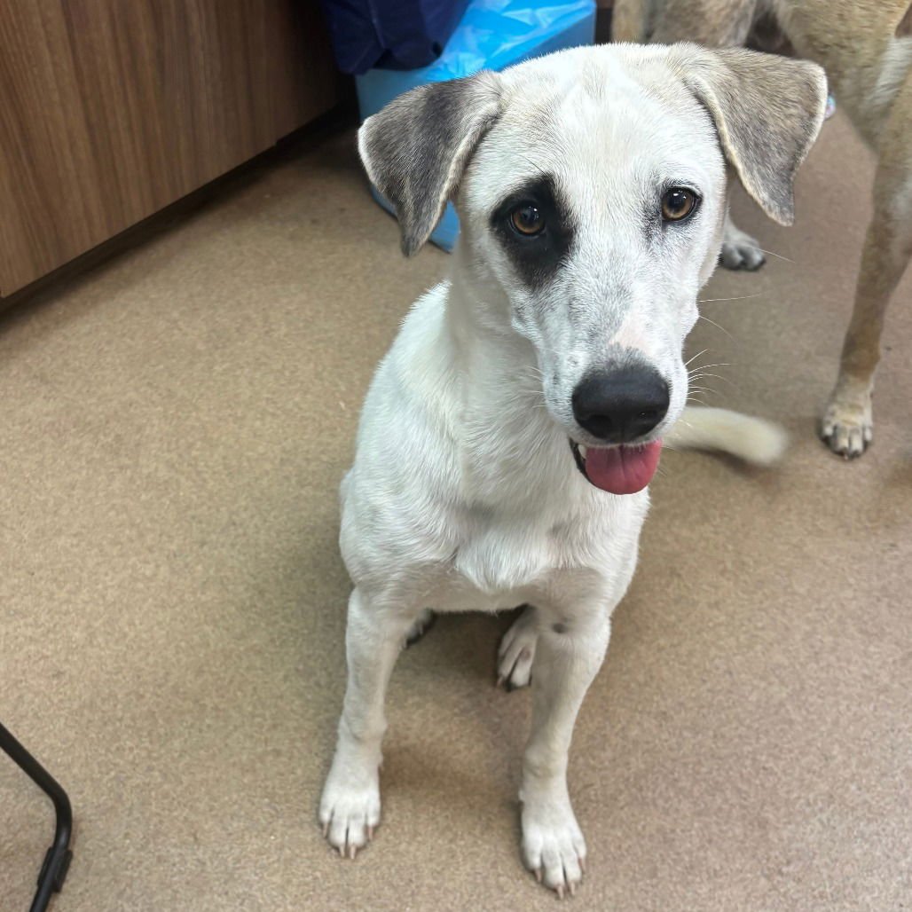 OREO GCH - Retriever / Shepherd available for adoption
