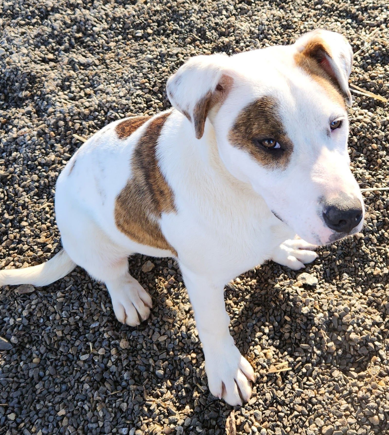 STEWIE SCAS - Labrador Retriever available for adoption