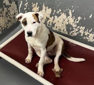 STEWIE SCAS - Labrador Retriever available for adoption