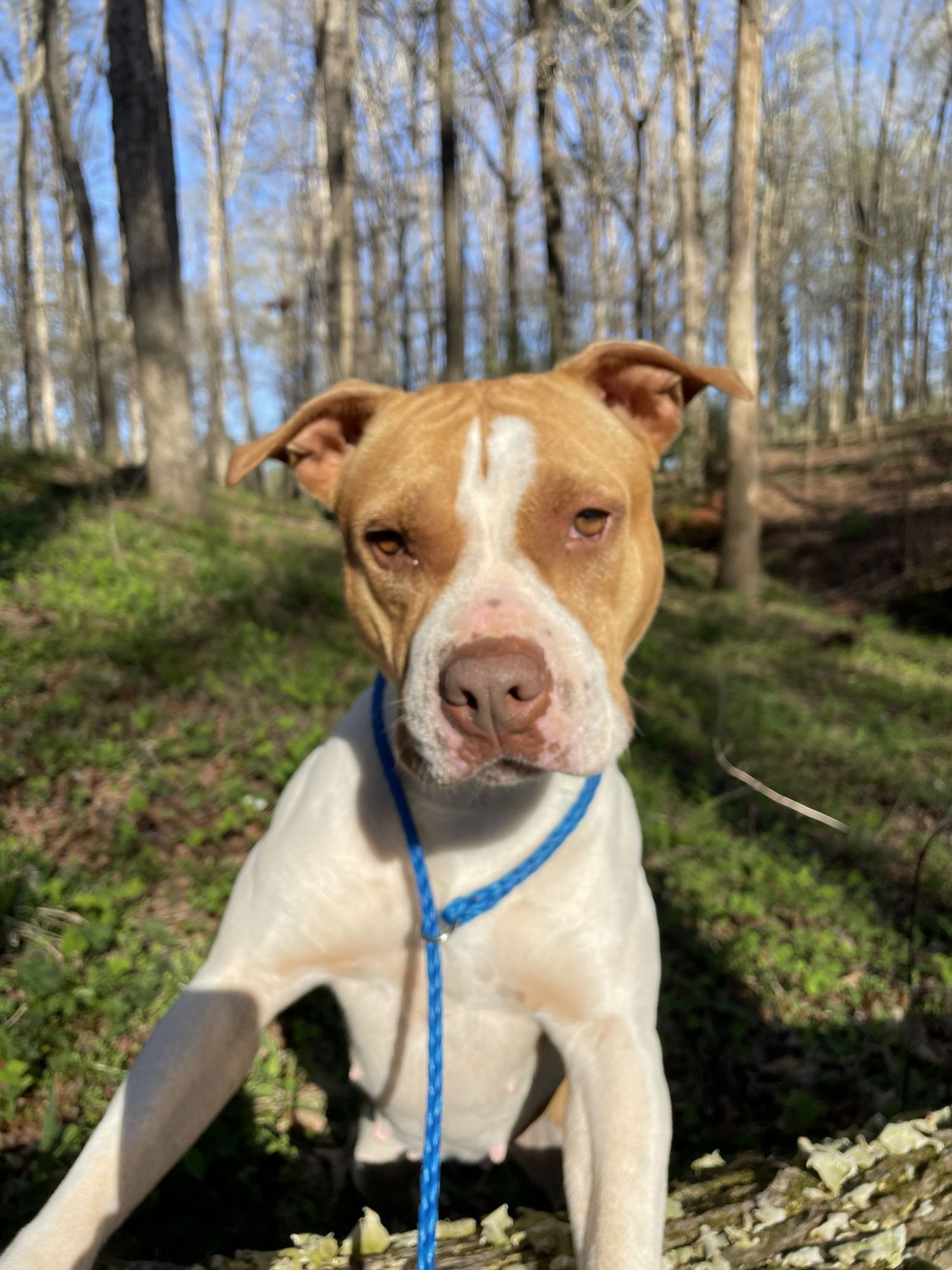 PEACHES DIXON - Pit Bull Terrier available for adoption