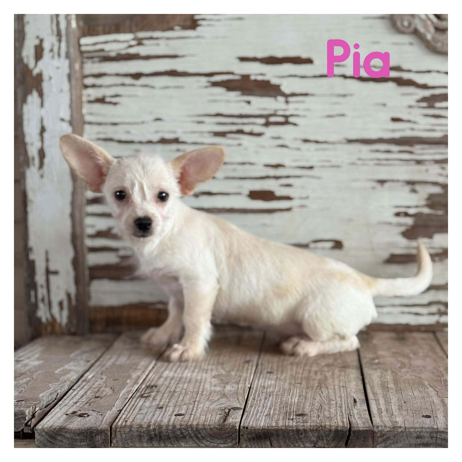 PIA ROGERS - Chihuahua / Dachshund available for adoption