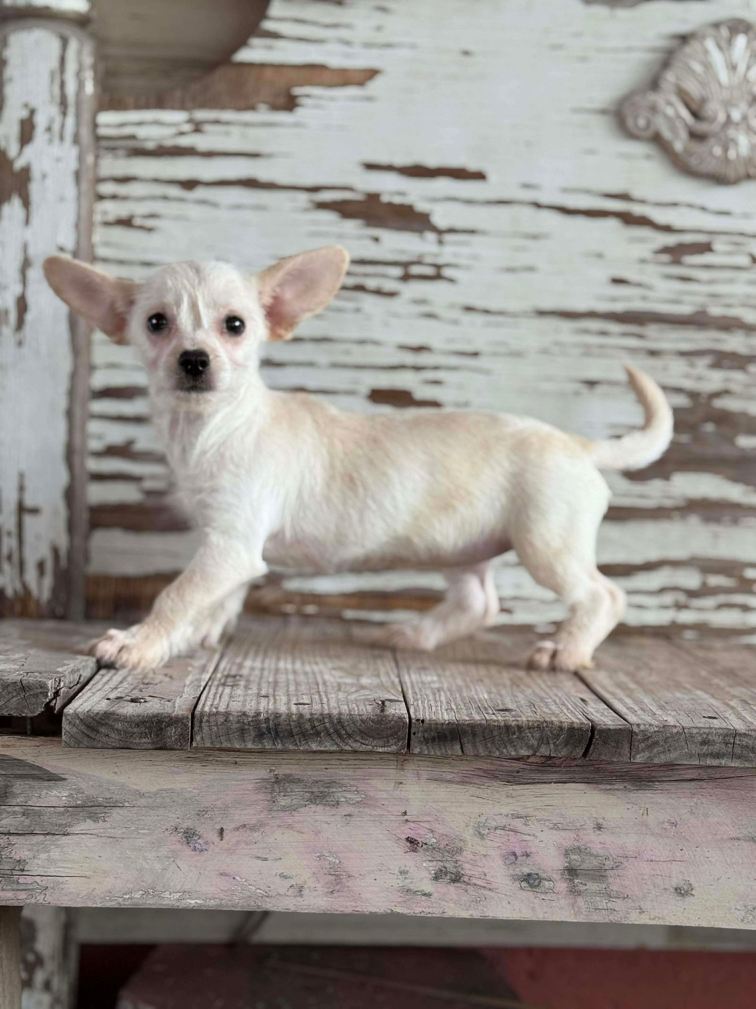 PIA ROGERS - Chihuahua / Dachshund available for adoption