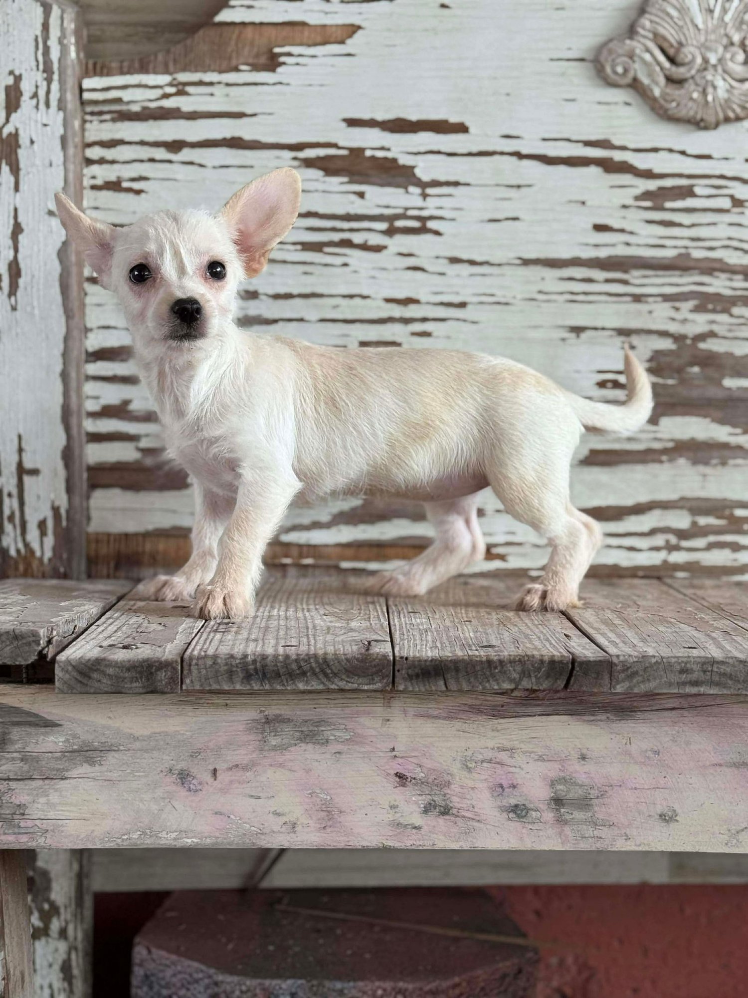 Pia Rogers - Photo 3