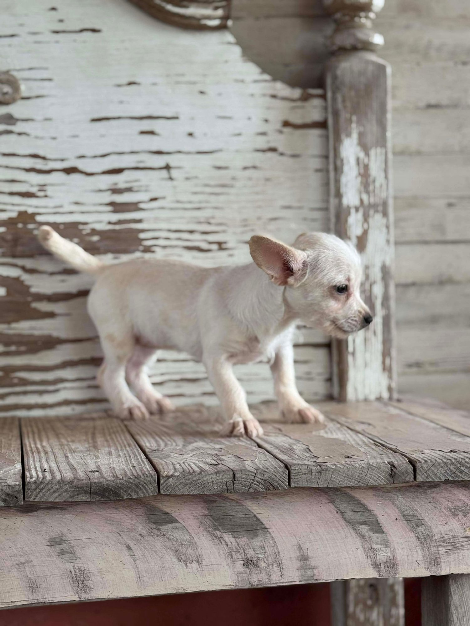 Pia Rogers - Photo 4