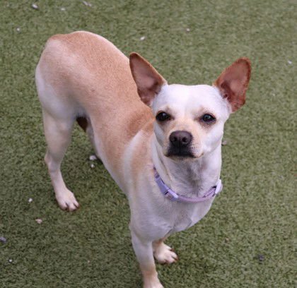 ANGELL ATHENS - Chihuahua available for adoption