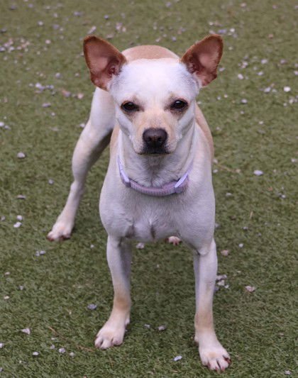 ANGELL ATHENS - Chihuahua available for adoption