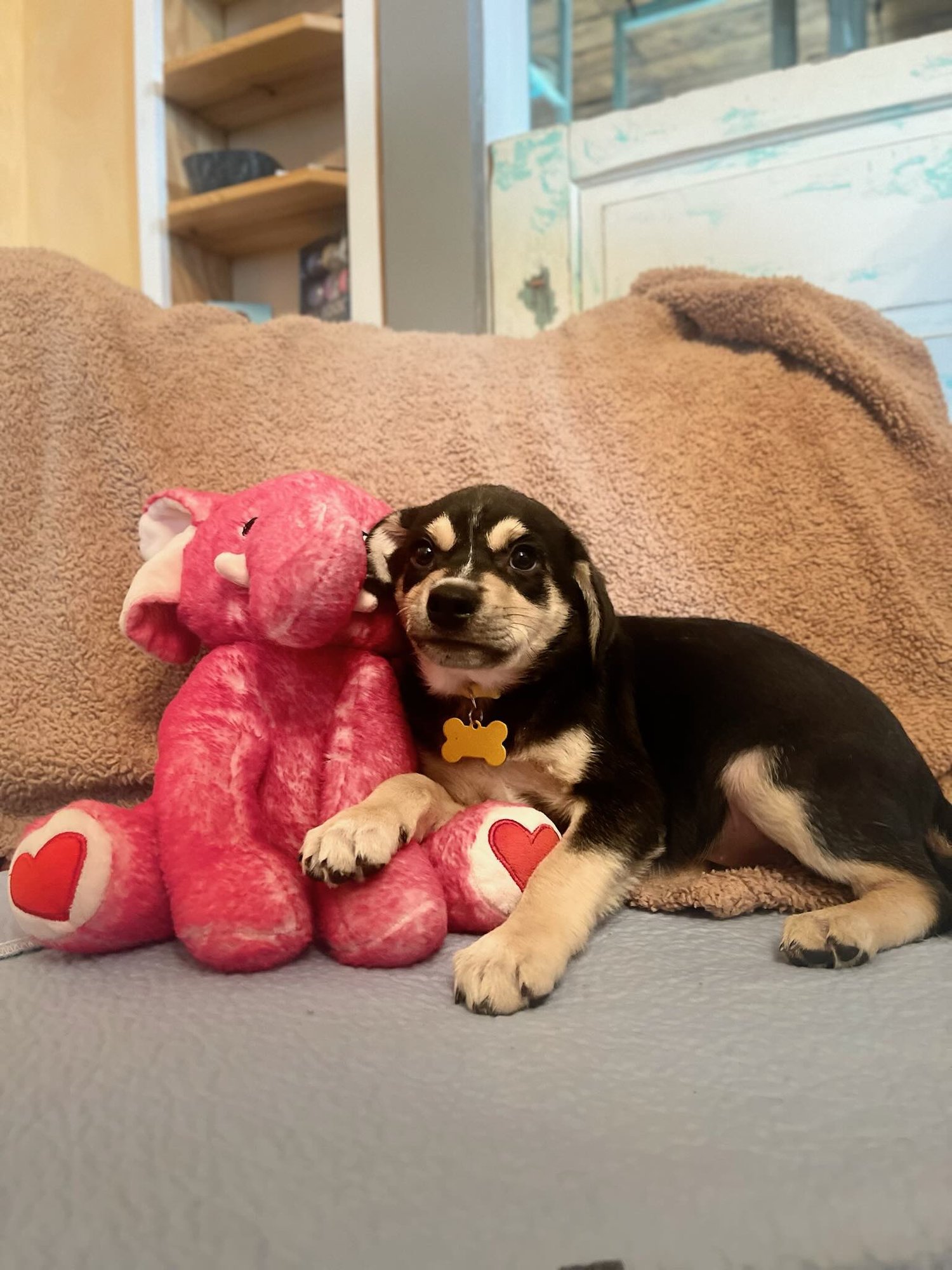 SISSY LONESTAR - Labrador Retriever available for adoption