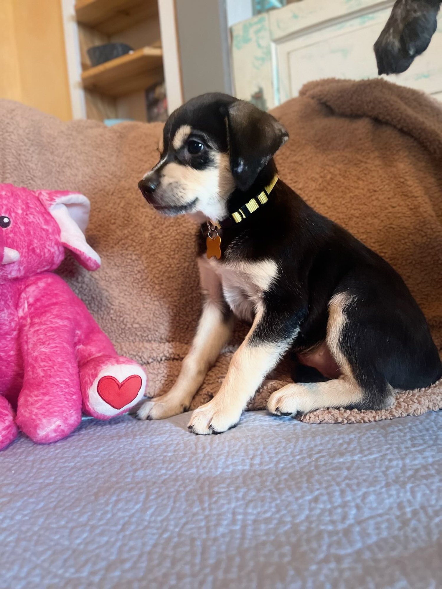 Sissy Lonestar - Photo 3