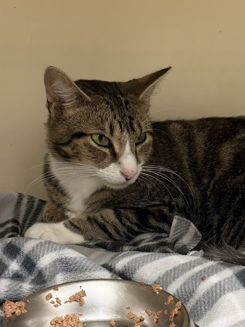 SHED RM - Domestic Short Hair available for adoption