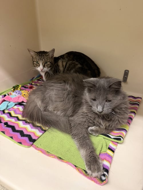 SHED RM - Domestic Short Hair available for adoption
