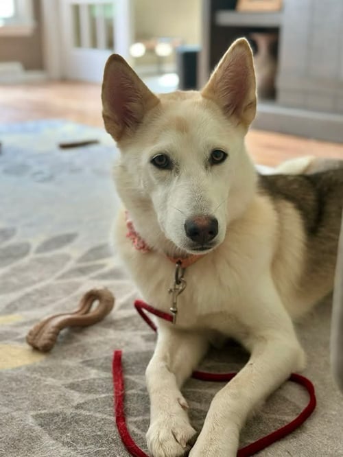 MARSHA LONESTAR* - Siberian Husky available for adoption
