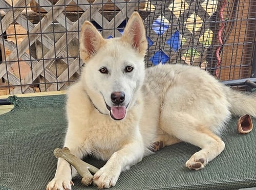 MARSHA LONESTAR* - Siberian Husky available for adoption
