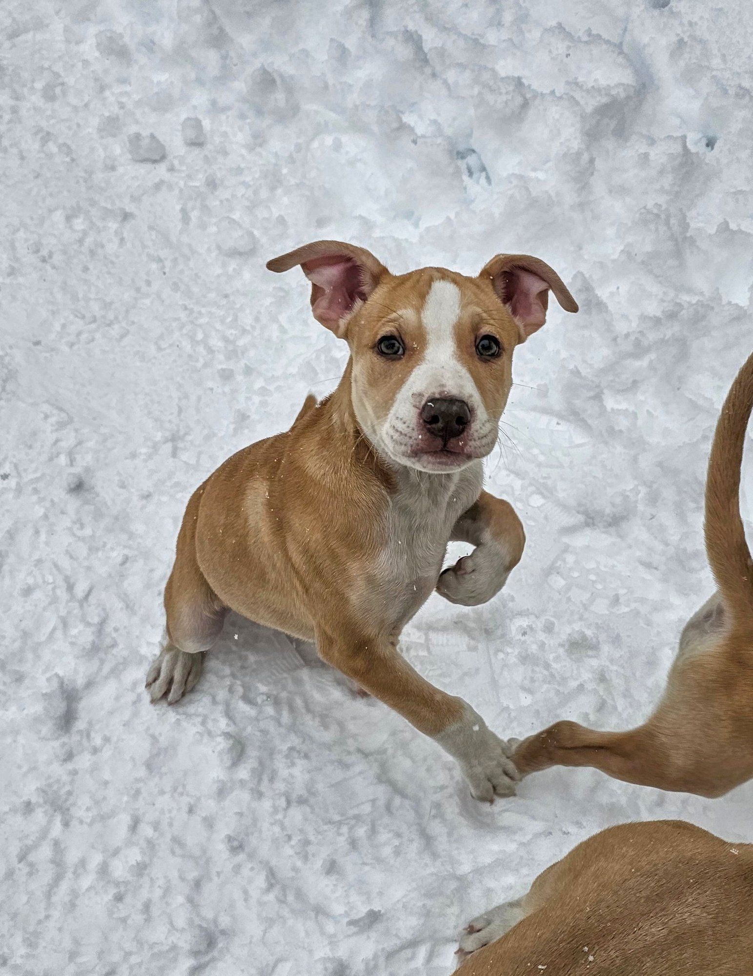 JACK NJ - American Pit Bull Terrier available for adoption