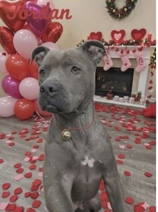 JORDAN DIXON - Pit Bull Terrier available for adoption