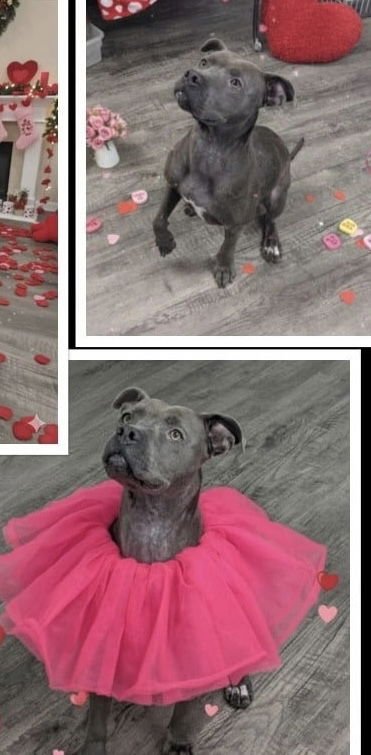 JORDAN DIXON - Pit Bull Terrier available for adoption