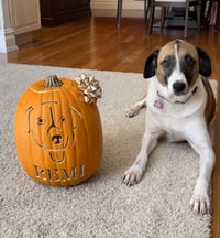 Remi (Bambi) Lonestar - Photo 1