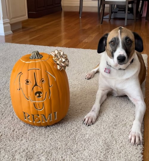 REMI (BAMBI) LONESTAR - Great Pyrenees / Shepherd available for adoption