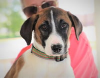 Remi (Bambi) Lonestar - Photo 6