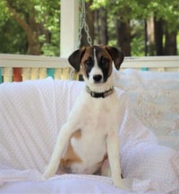 Remi (Bambi) Lonestar - Photo 3