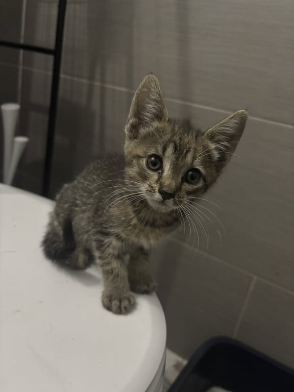 Pepper KITTEN Image
