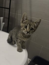 Pepper KITTEN - Photo 1
