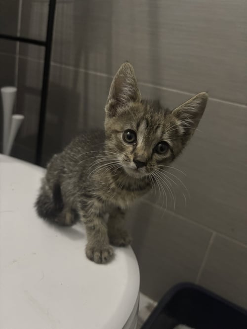 PEPPER KITTEN - Domestic Short Hair available for adoption