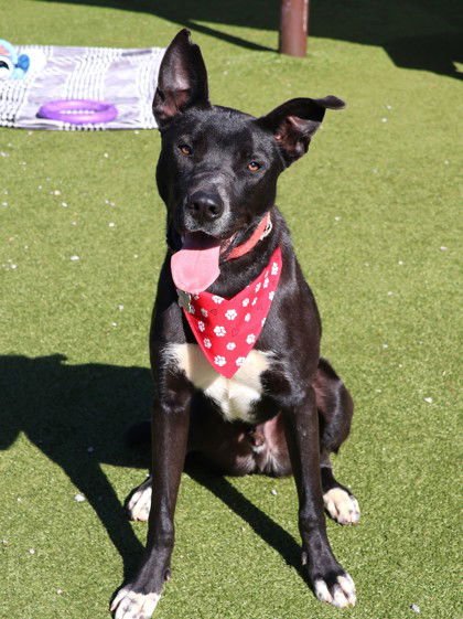 MR TUX ATHENS - Australian Kelpie / Black Labrador Retriever available for adoption