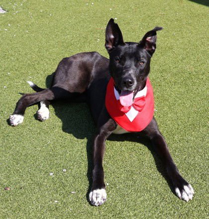 MR TUX ATHENS - Australian Kelpie / Black Labrador Retriever available for adoption