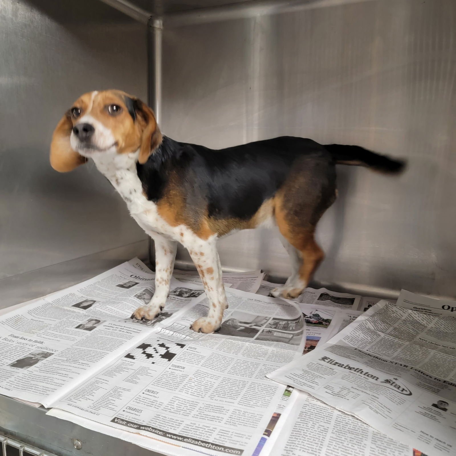 CASH RDS - Beagle available for adoption