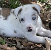 Gobi Lonestar - Photo 1