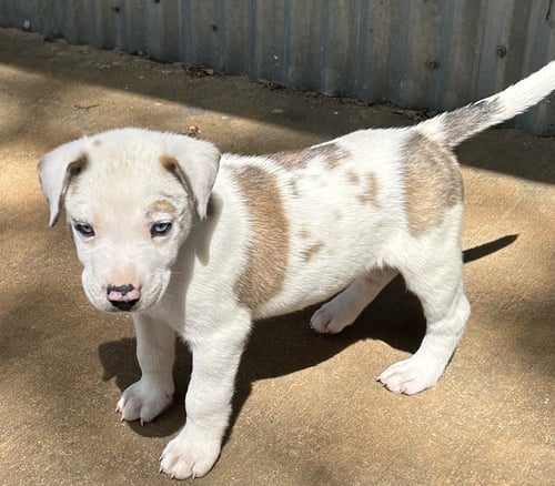 GOBI LONESTAR - Great Dane / Great Pyrenees available for adoption