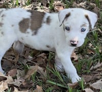 Gobi Lonestar - Photo 3