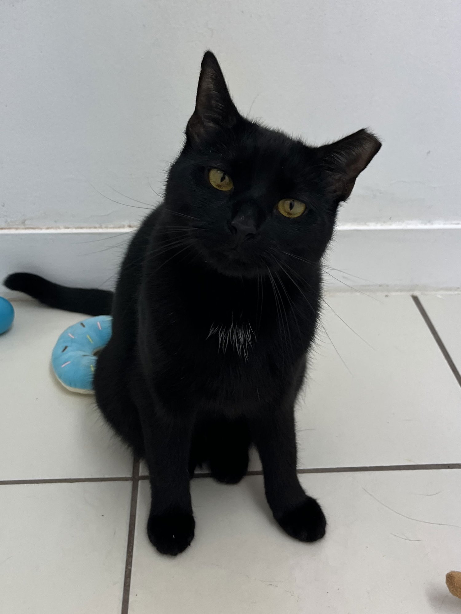 ROSE RM - Domestic Short Hair available for adoption