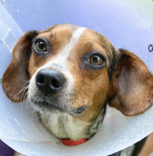 TINY SCAS - Beagle available for adoption