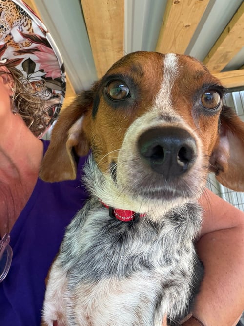 TINY SCAS - Beagle available for adoption