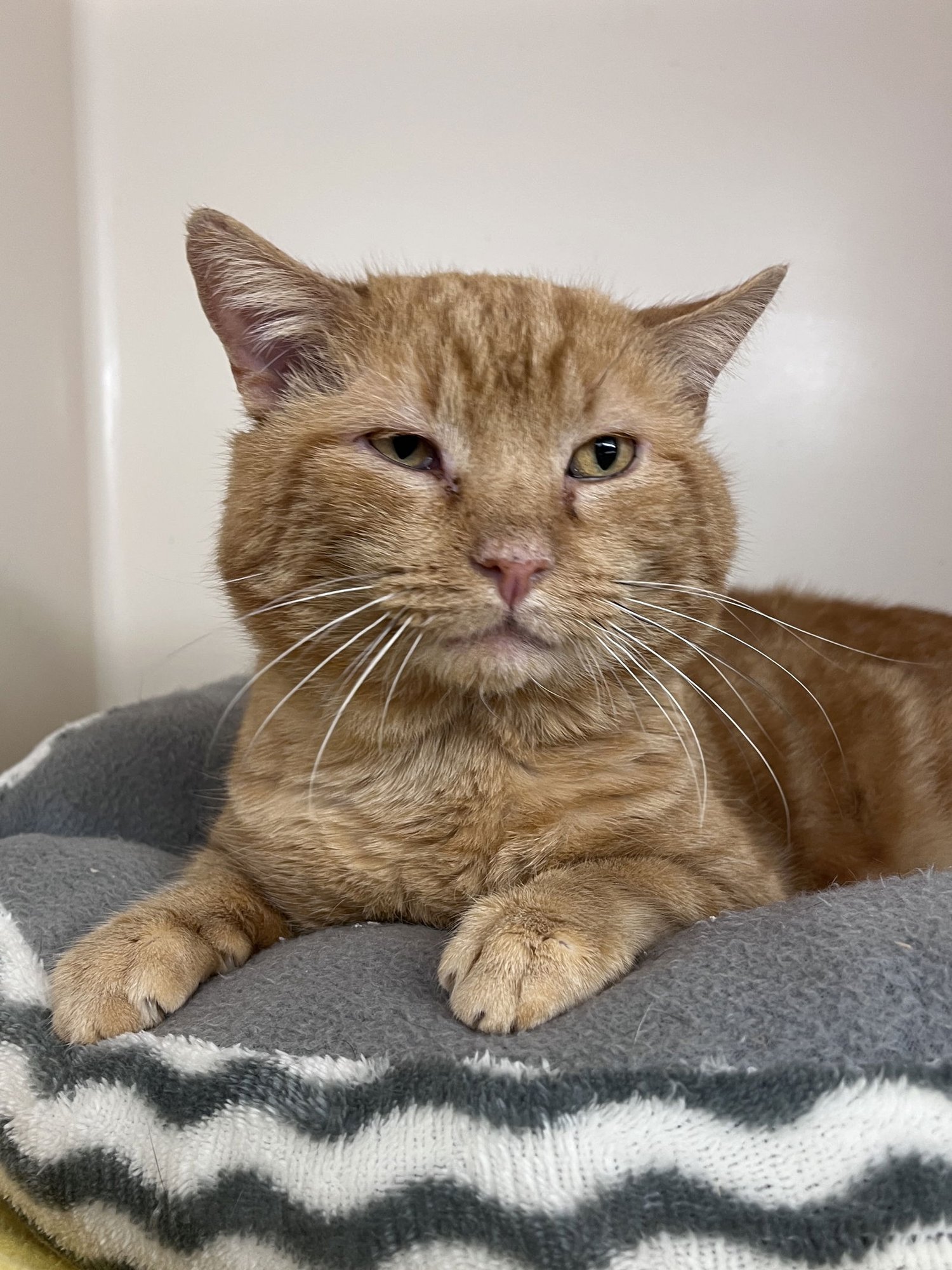 CIMBA RM - Domestic Short Hair available for adoption